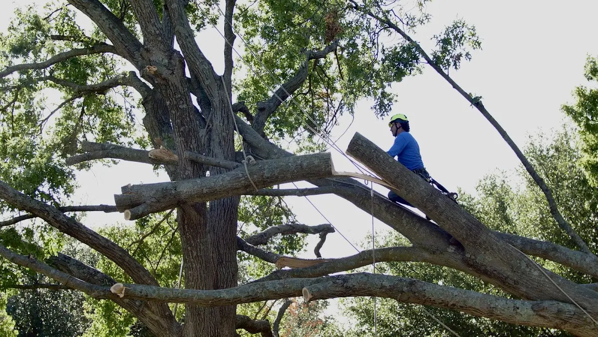 Professional Hazardous Tree Removal performed by certified arborists in Corcoran
